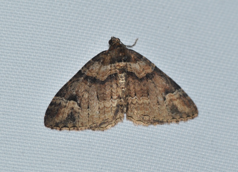 Catarhoe basochesiata - Geometridae